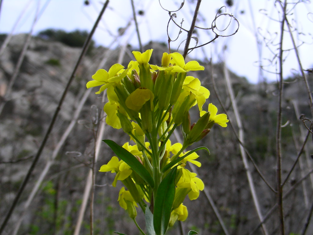 Alyssoides utriculata / Vesicaria maggiore